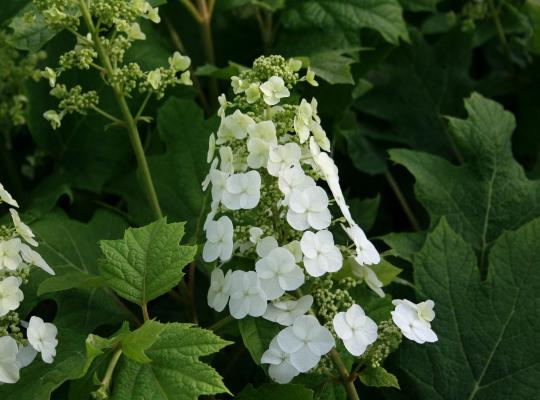 Hydrangea quercifolia Snow Queen®