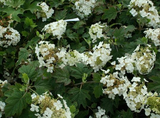 Hydrangea quercifolia