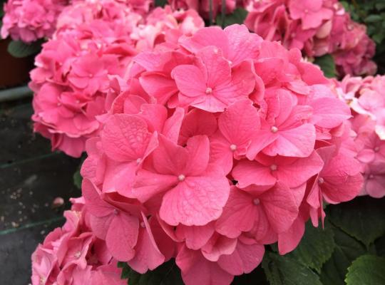 Hydrangea macrophylla Rosita