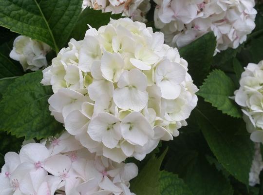 Hydrangea mac. Schneeball