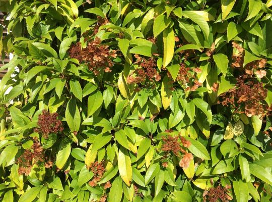 Hydrangea seemanii