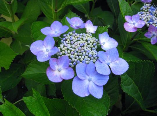 Hydrangea serrata Bluebird