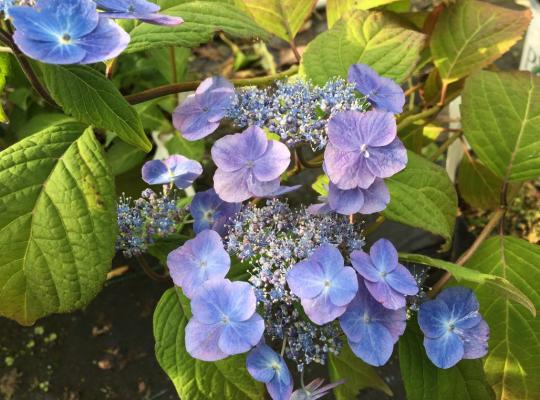 Hydrangea serrata Veerle®