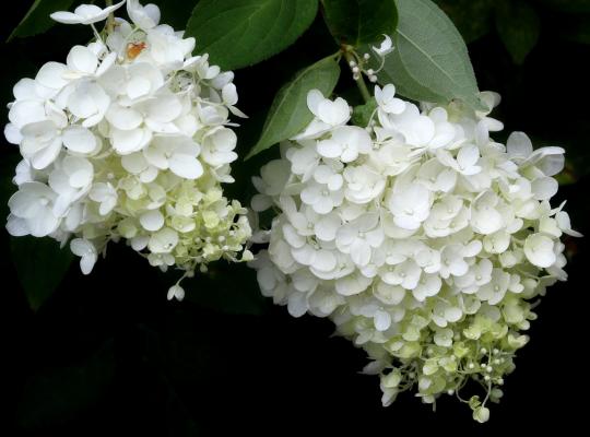 Hydrangea 'Skyfall'