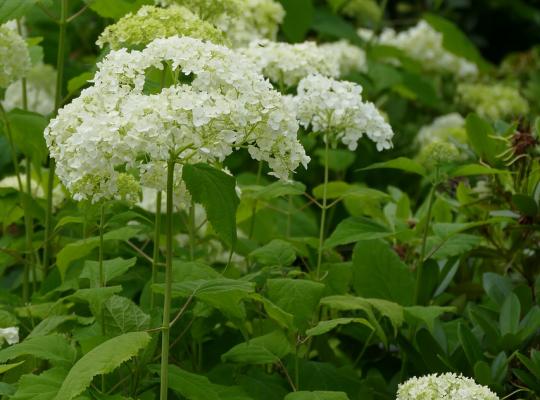 Hydrangea arborescens 'Strong Annabelle'® (Incrediball)