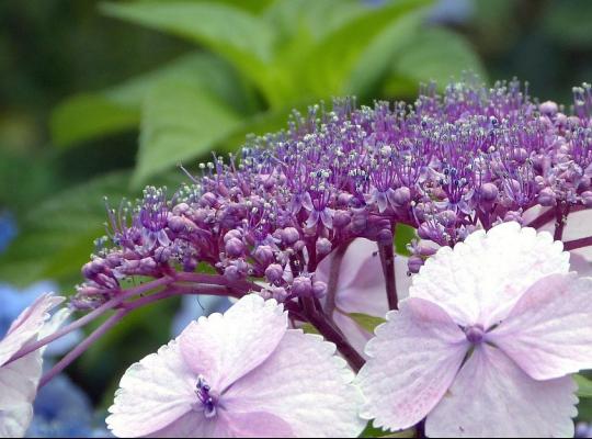 Hydrangea villosa Velvet & Lace