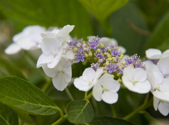 Hydrangea macrophylla White Wave