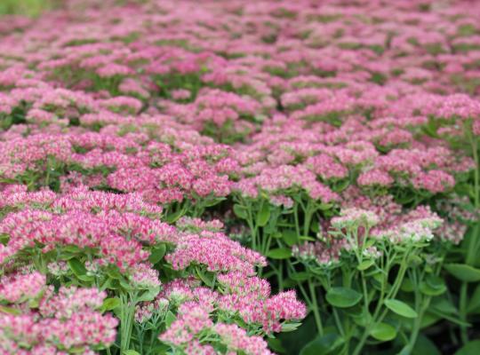 Hylotelephium Herbstfreude