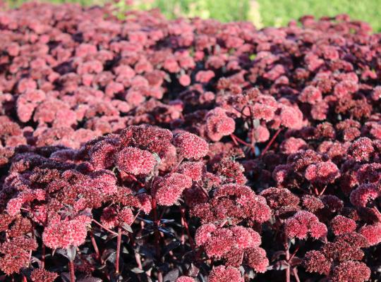 Hylotelephium 'Jose Aubergine'