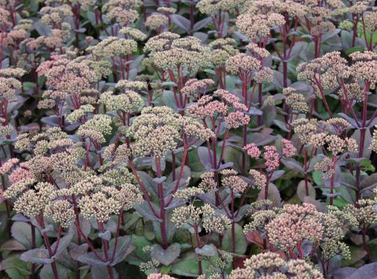 Sedum 'Matrona'