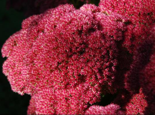 Hylotelephium (Sedum) Munstead Red