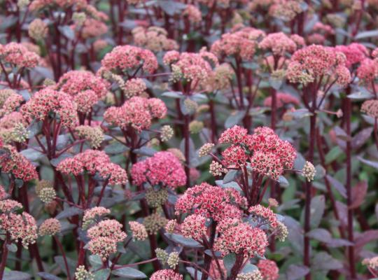 Hylotelephium Red Cauli