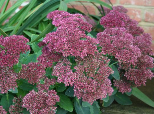Sedum spectabile 'Brilliant'