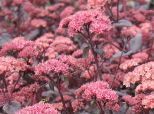 Sedum 'Purple Emperor'