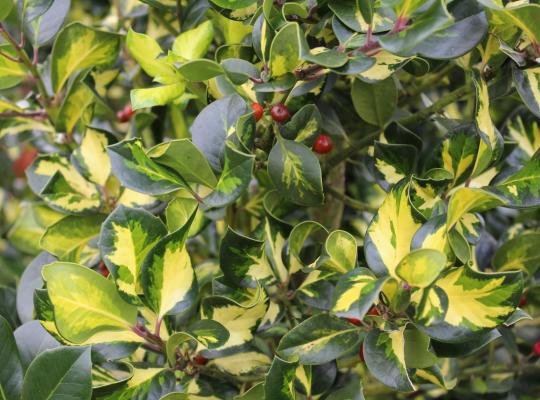 Ilex x altaclarensis Lawsoniana