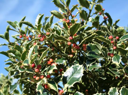 Ilex aquifolium Argentea Marginata