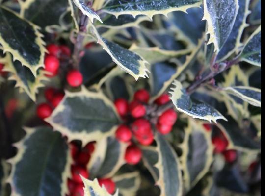 Ilex aquifolium Handsworth New Silver