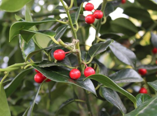 Ilex aquifolium J. C. Van Tol