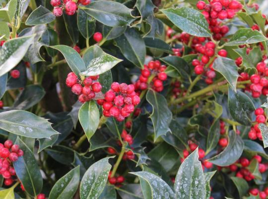 Ilex aquifolium Pyramidalus