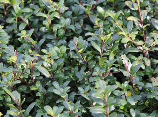 Ilex crenata Dark Green