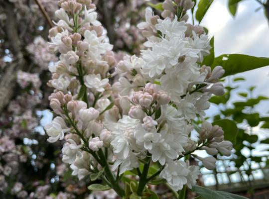 Syringa vulgaris Beauty of Moscow