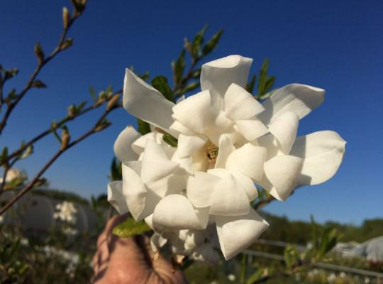 Magnolia stellata Water Lily