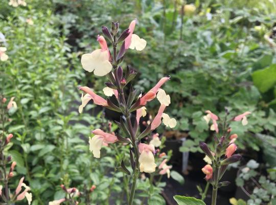 Salvia microphylla Trelissick Creamy Yellow