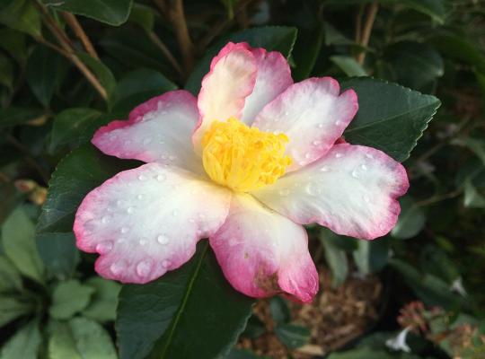 Camellia sas. 'Rainbow'