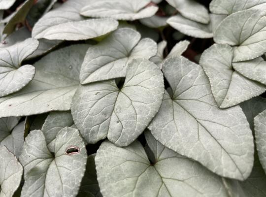 Cyclamen coum 'Silver Leaf'