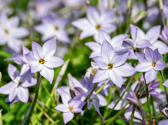 Ipheion uniflorum Wisley Blue