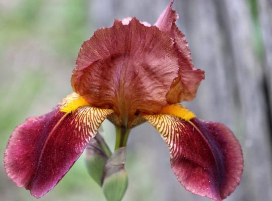 Iris germanica Action Front