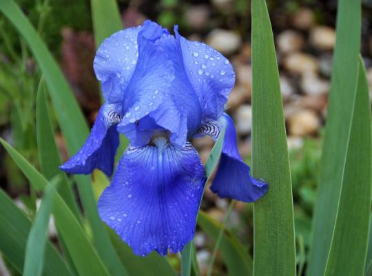 Iris germanica Blue Rhythm