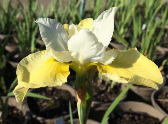 Iris sib. 'Butter and Sugar'