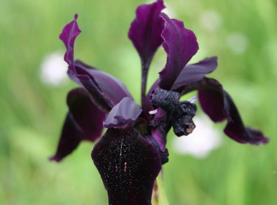 Iris chrysographes