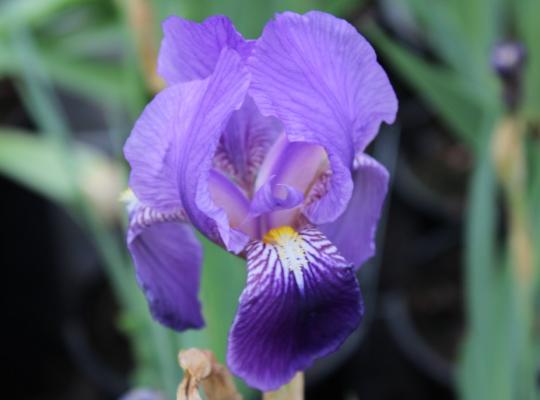 Iris germanica Alcazar