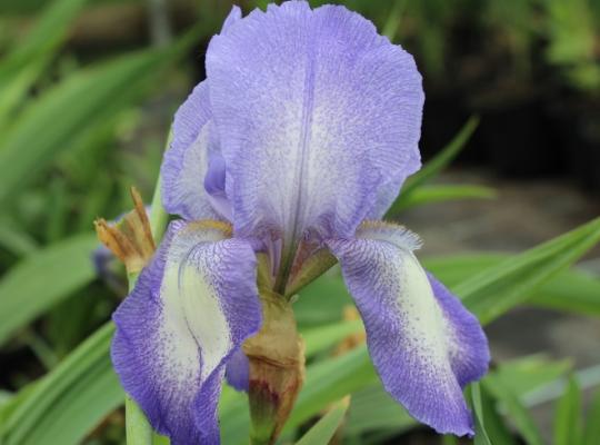 Iris germanica Blue Shimmer