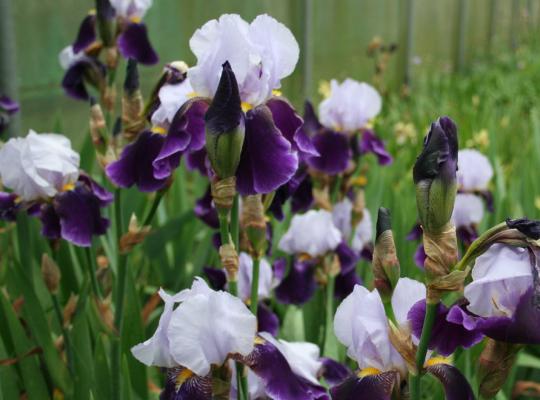 Iris germanica Braithwaite