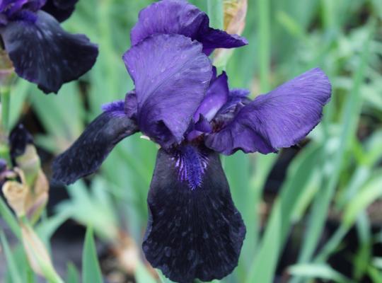 Iris germanica' Deep Black'