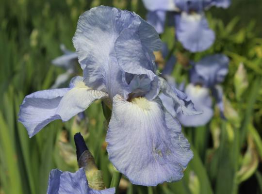 Iris germanica Jane Phillips