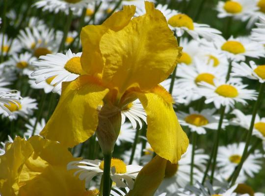 Iris germanica Ola Kala