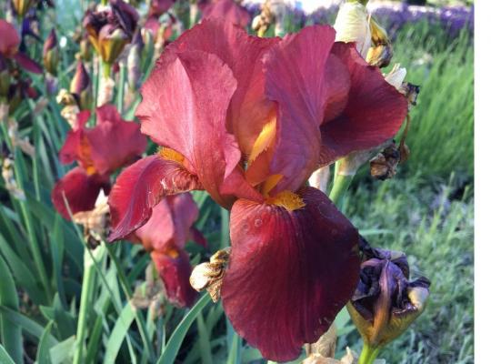 Iris germanica Quechee