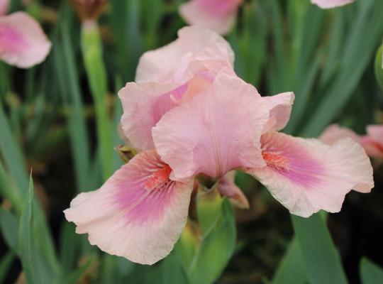 Iris germanica 'Raspberry Blush'