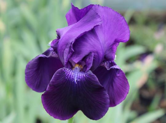 Iris germanica 'Sable'
