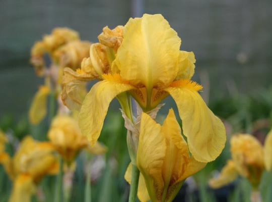 Iris germanica St.Crispin