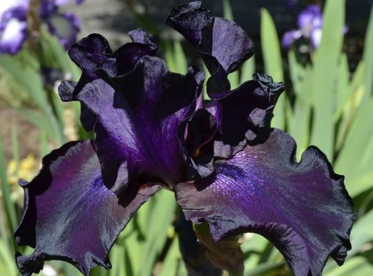 Iris germanica Superstition