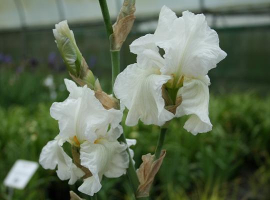 Iris germanica White City
