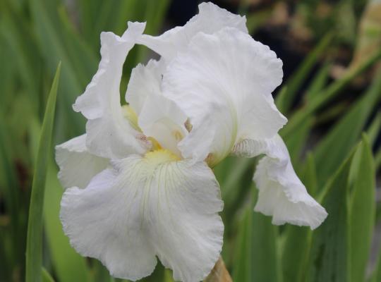 Iris germanica White Knight