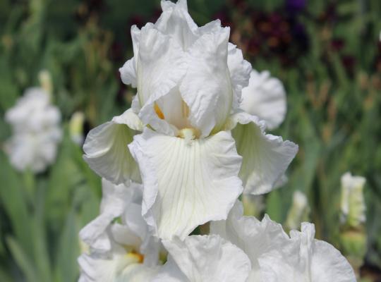 Iris germanica Winter Olympics