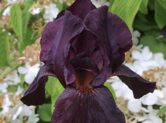 Iris intermediate Langport Wren