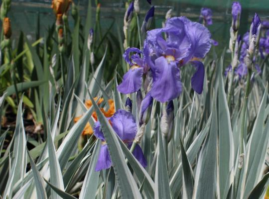 Iris pallida Argentea Variegata
